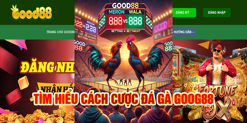 Tìm hiểu cách tham gia cược sảnh đá gà Good88